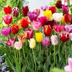 Karışık Mix Lale Soğanı Paketi-15 Adet