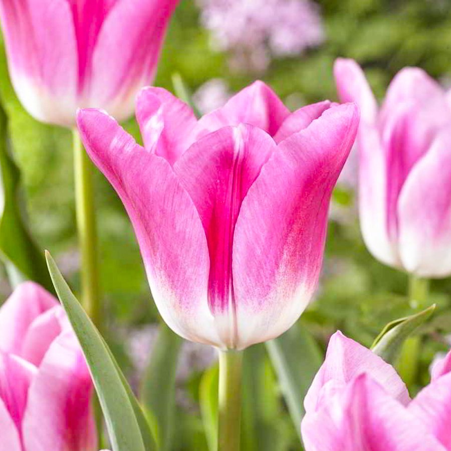 Pink White Royal Ten Lale Soğanı-5 Adet