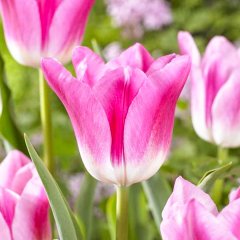 Pink White Royal Ten Lale Soğanı-5 Adet