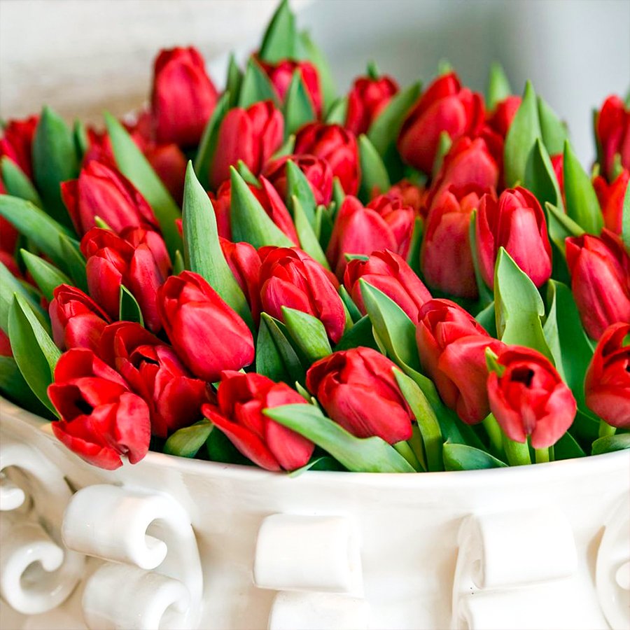 İle De France Kırmızı Lale Soğanı-5 Adet