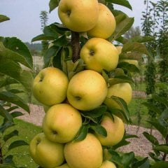 Tüplü Yarı Bodur Golden Elma Fidanı
