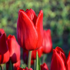 Arie Hoek Kırmızı Lale Soğanı-5 Adet