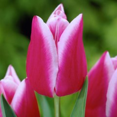 Mor Beyaz Leo Visser Lale Soğanı-5 Adet