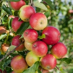 Tüplü Yarı Bodur Lezzetli Amasya Elma Fidanı