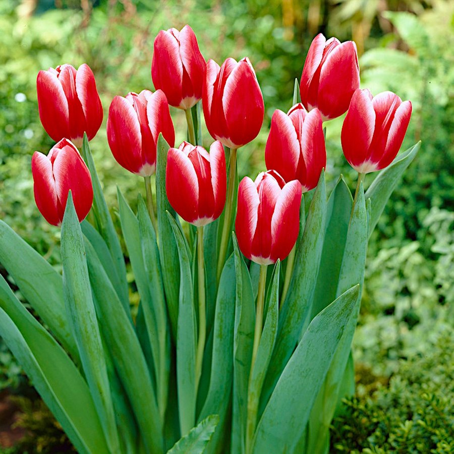 Kırmızı Beyaz Kung Fu Lale Soğanı-5 Adet