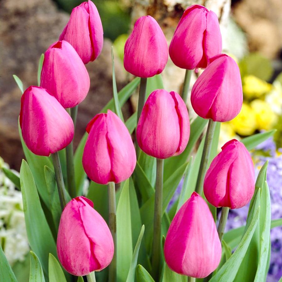 Pink Don Quichotte Pembe Lale Soğanı-5 Adet