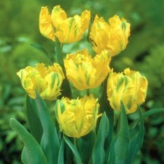 Yeşil Sarı Fırfırlı Crispy Gold Lale Soğanı-5 Adet