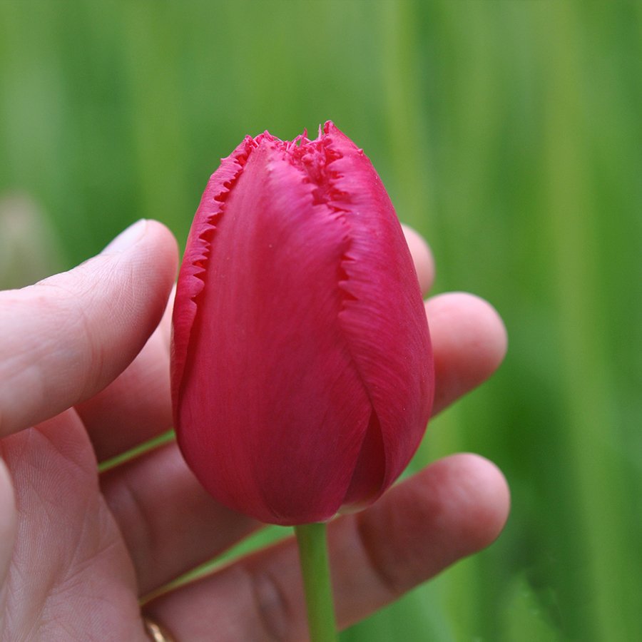 Pembe Fırfırlı Burgundy Lace Lale Soğanı-5 Adet