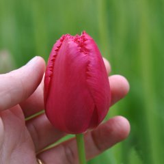 Pembe Fırfırlı Burgundy Lace Lale Soğanı-5 Adet