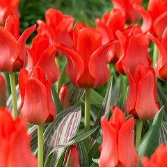 Oscar Revial Kırmızı Lale Soğanı-5 Adet