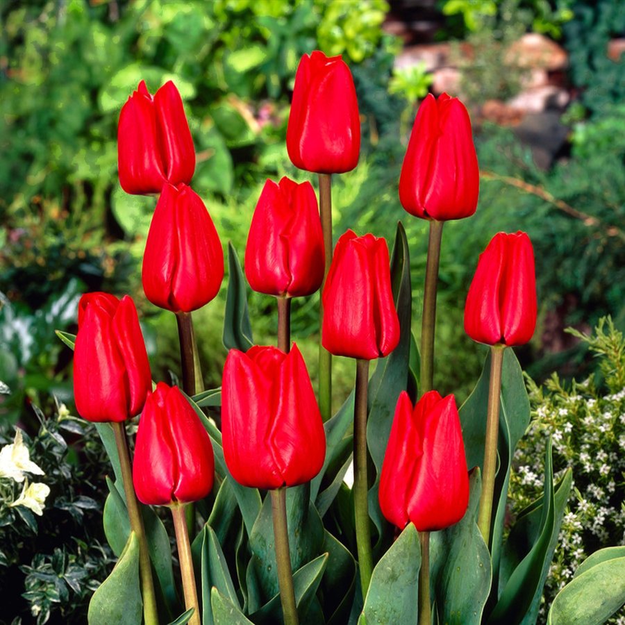 Hollandia Kırmızı Lale Soğanı-5 Adet