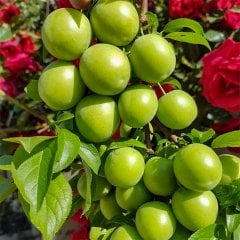 Tüplü Yarı Bodur Ağustos Papazı Erik Fidanı