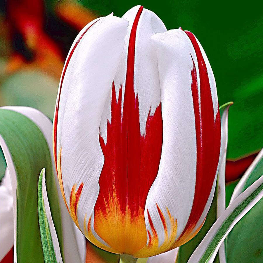 Happy Generation Kırmızı Beyaz Lale Soğanı-5 Adet