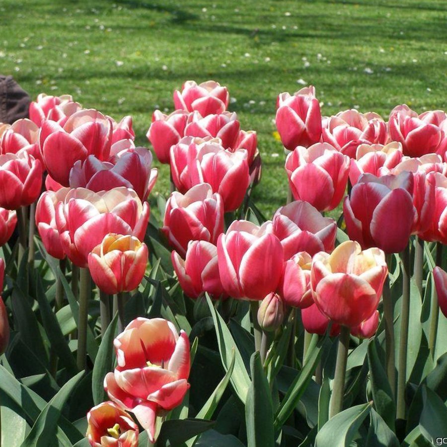 Kırmızı Krem Furand Lale Soğanı-5 Adet