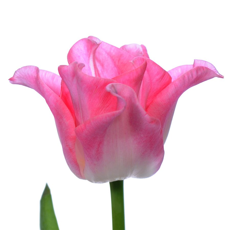 Dynasty Pembe Krem Lale Soğanı-5 Adet