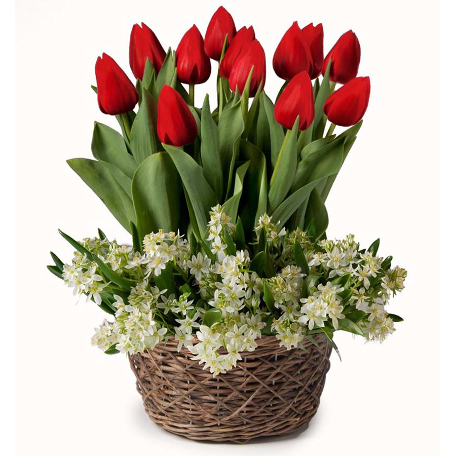 Ben Van Zanten Kırmızı Lale Soğanı-5 Adet