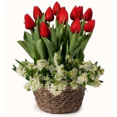 Ben Van Zanten Kırmızı Lale Soğanı-5 Adet