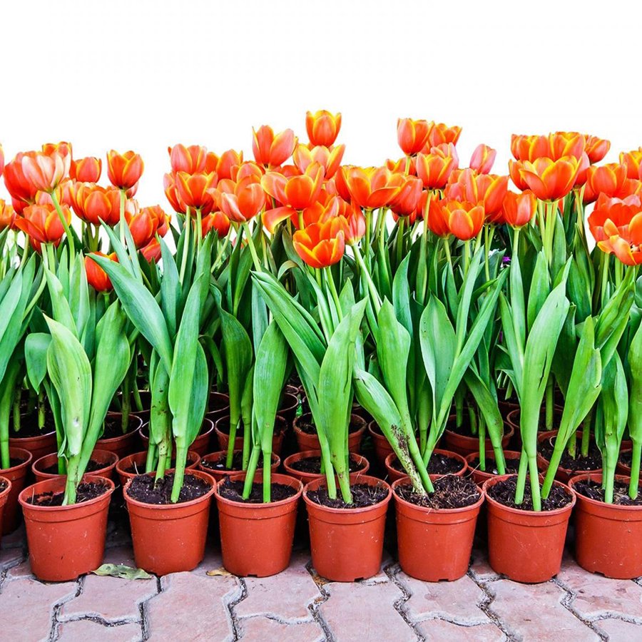 Escape Kırmızı Lale Soğanı-5 Adet