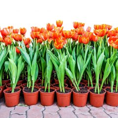 Escape Kırmızı Lale Soğanı-5 Adet