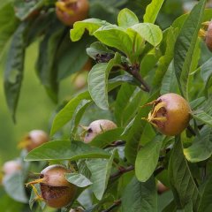 Tüplü Aşılı Döngel Muşmula Fidanı