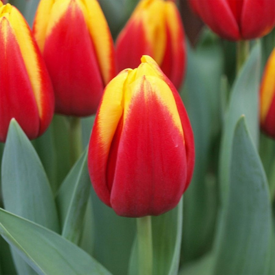 Jan Seignette Sarı Kırmızı Lale Soğanı-5 Adet