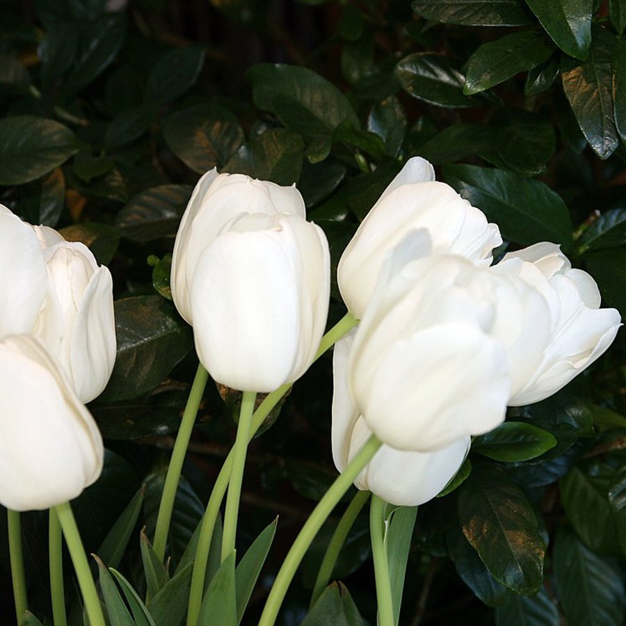 Beyaz İnzell Lale Soğanı-5 Adet