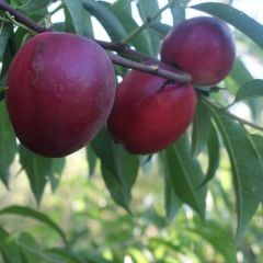 Tüplü Yarı Bodur Aromalı Caldesi Nektarin Fidanı