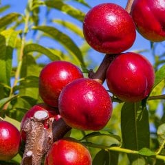 Tüplü Yarı Bodur Verimli Amiga Nektarin Fidanı