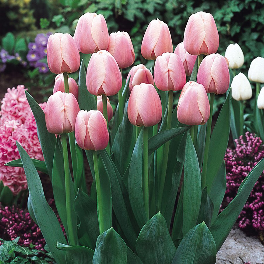 Pembe Ollioules Lale Soğanı-5 Adet