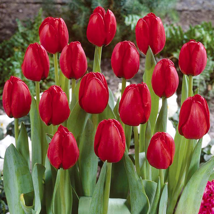 Red İmperessing Lale Soğanı-5 Adet