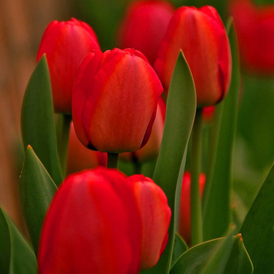 Oxford Kırmızı Lale Soğanı-5 Adet