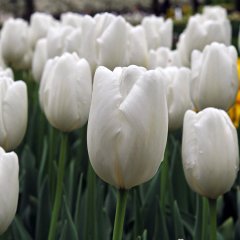 White Hakuun Beyaz Lale Soğanı-5 Adet