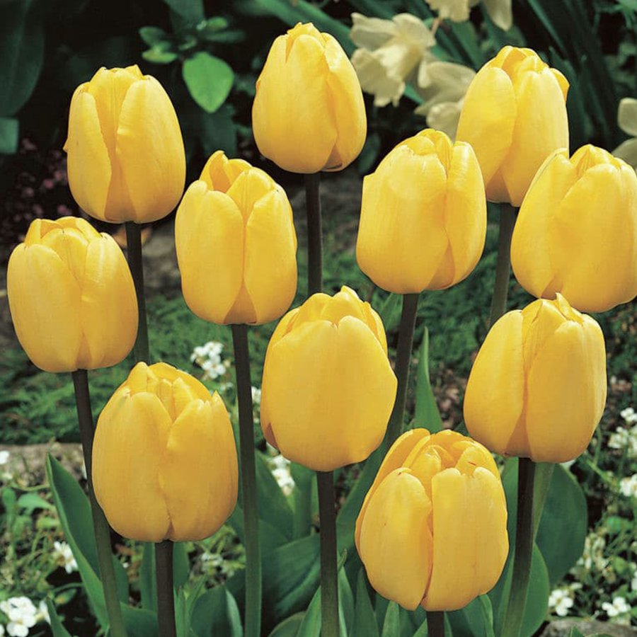 Yellow Golden Oxford Lale Soğanı-5 Adet