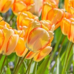 Beauty Of Parade Sarı Turuncu Lale Soğanı-5 Adet