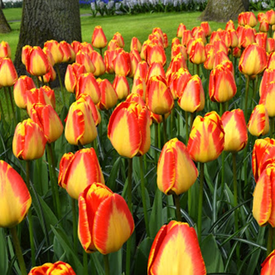 Banja Luka Çizgili Lale Soğanı-5 Adet