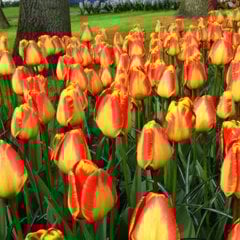 Banja Luka Çizgili Lale Soğanı-5 Adet