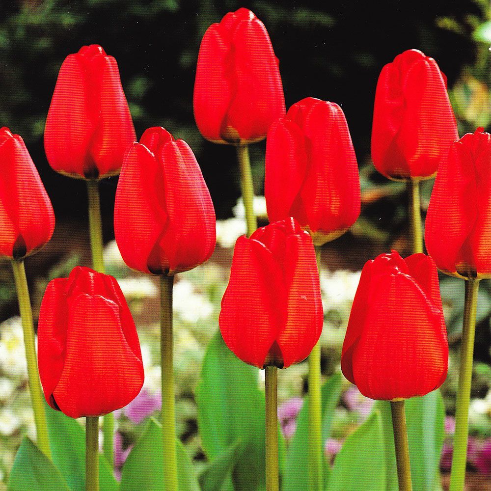 Apeldoorn Kırmızı Lale Soğanı-5 Adet