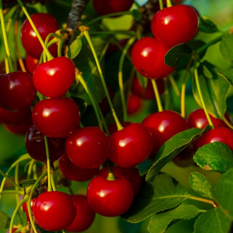 Tüplü Meşhur Kütahya Vişne Fidanı
