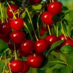 Tüplü Meşhur Kütahya Vişne Fidanı