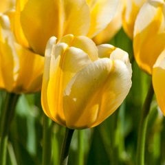 Yellow Jaap Groot Lale Soğanı-5 Adet
