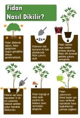 Tüplü Aromalı Öküzgözü Üzüm Fidanı