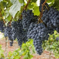Tüplü Aromalı Öküzgözü Üzüm Fidanı