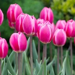 Van Eijk Pembe Lale Soğanı-5 Adet