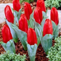 Red Revival Kırmızı Lale Soğanı-5 Adet
