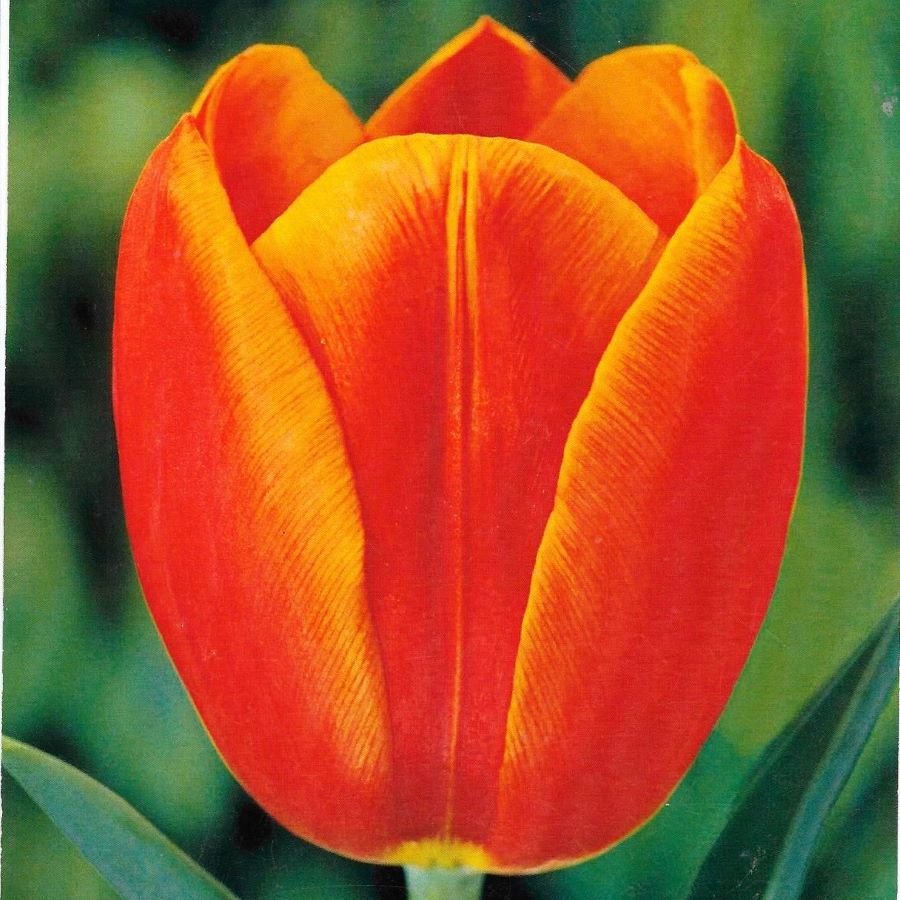 Orange Cassını Turuncu Lale Soğanı-5 Adet