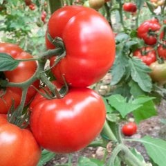 Hünkar Beef Domates Fidesi-5 Adet