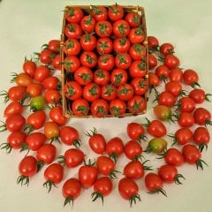 Ufak Tane Kokteyl Domates Fidesi-5 Adet