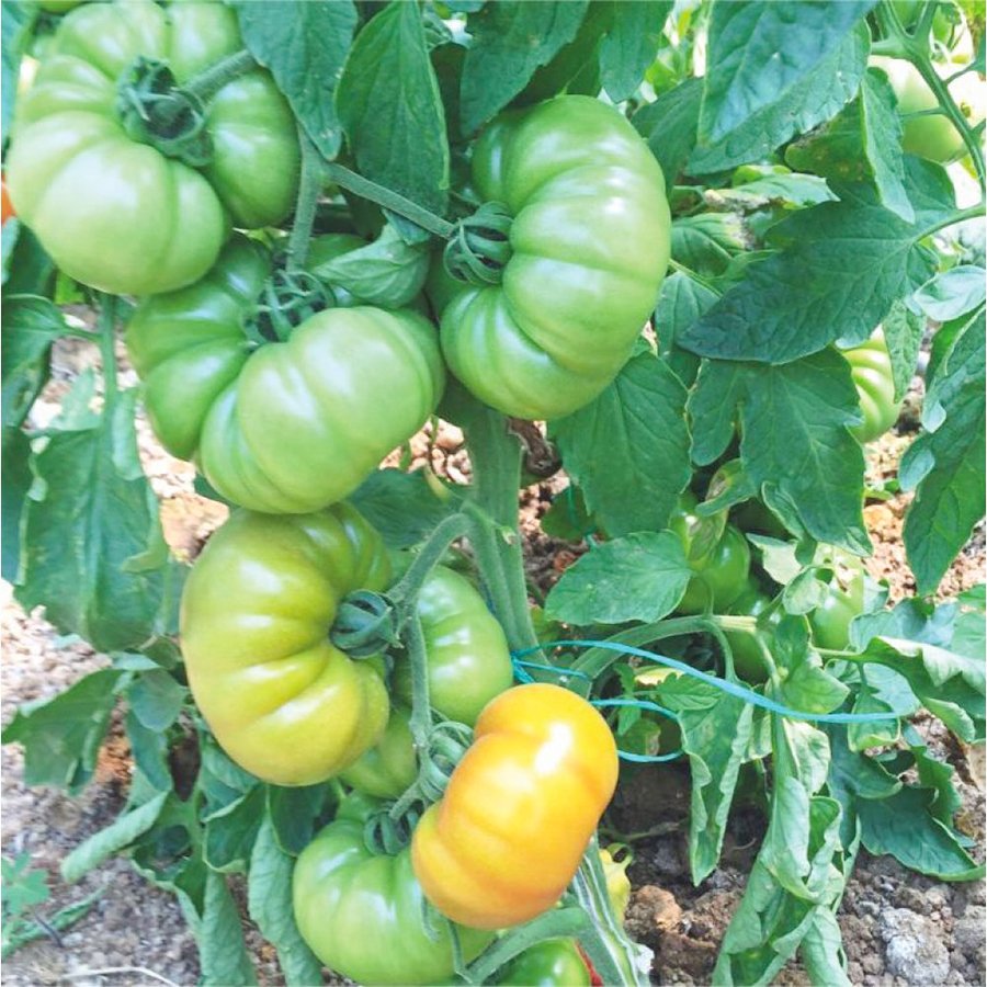 Çok Lezzetli Lapçin Domates Fidesi-5 Adet