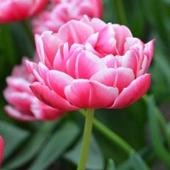 Pink Columbus Katmerli Lale Soğanı-5 Adet