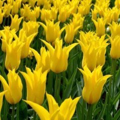 Yellow La Perla Sarı Sivri Uçlu Lale Soğanı-5 Adet